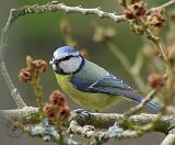 Blue Tit 8R17D-23